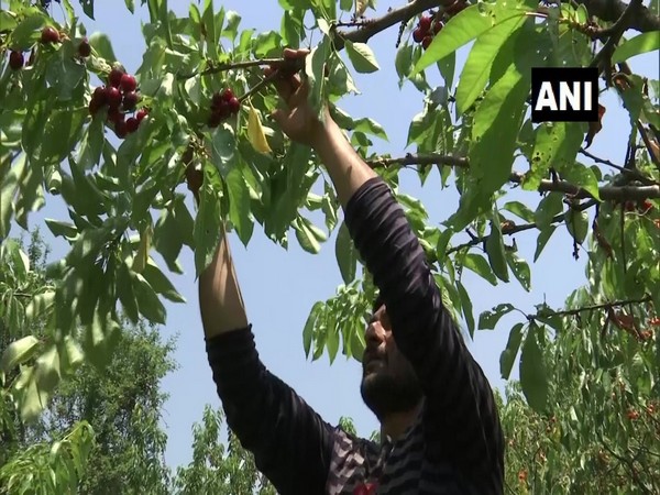 Cherry harvesting begins in Kashmir Valley after Covid restrictions relaxed