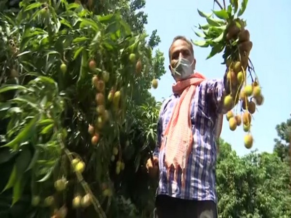 Jammu’s Litchi farmers say crop outputs, profits doubled with aid from Horticulture Department