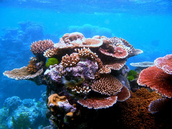 Climate crisis has led to worrying future for key habitat-building corals