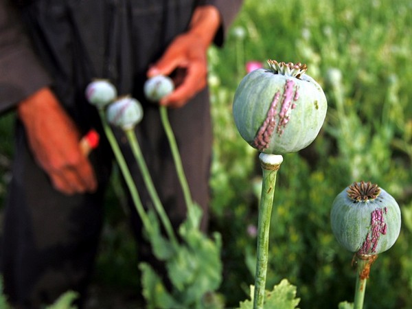 Taliban looks to secure cash flow by continuing Afghanistan’s lucrative drug trade: Experts