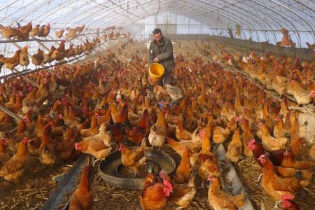Rise in human bird flu cases in China shows risk of fast-changing variants – health experts