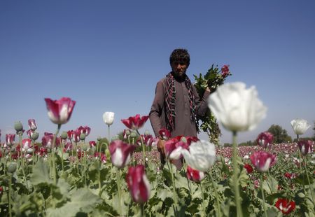 Taliban bans drug cultivation, including lucrative opium